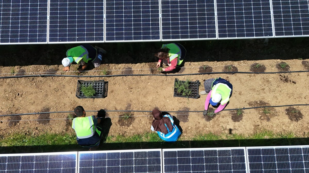 An aerial view shows solar panels installed in the northern province of Samsun, Türkiye, June 16, 2026. (AA Photo)