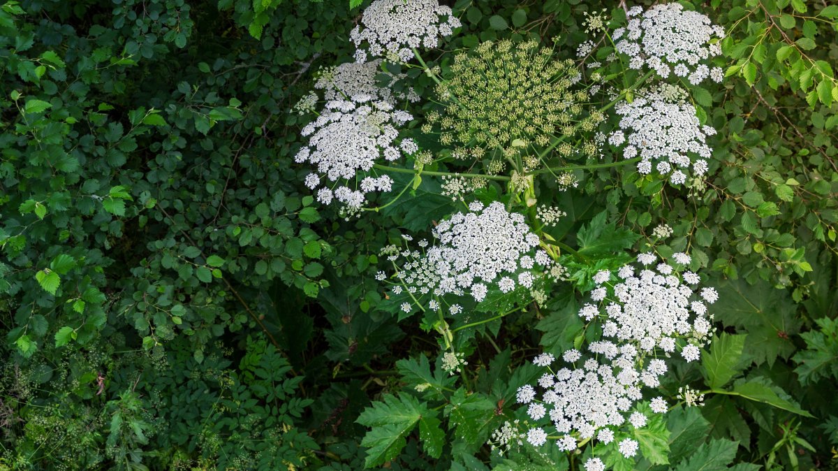 Common hogweed flowering in the forest. (Shutterstock Photo)