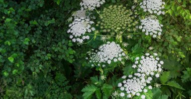 Common hogweed flowering in the forest. (Shutterstock Photo)