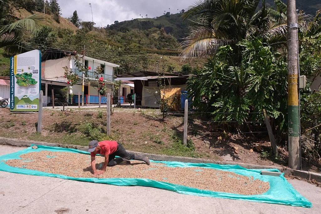 A male coffee grower lays out beans to dry under the sun on a mat by the roadside in the small town near Cerro Machin, Toche, Colombia, Jan. 11, 2025. (Getty Images Photo)