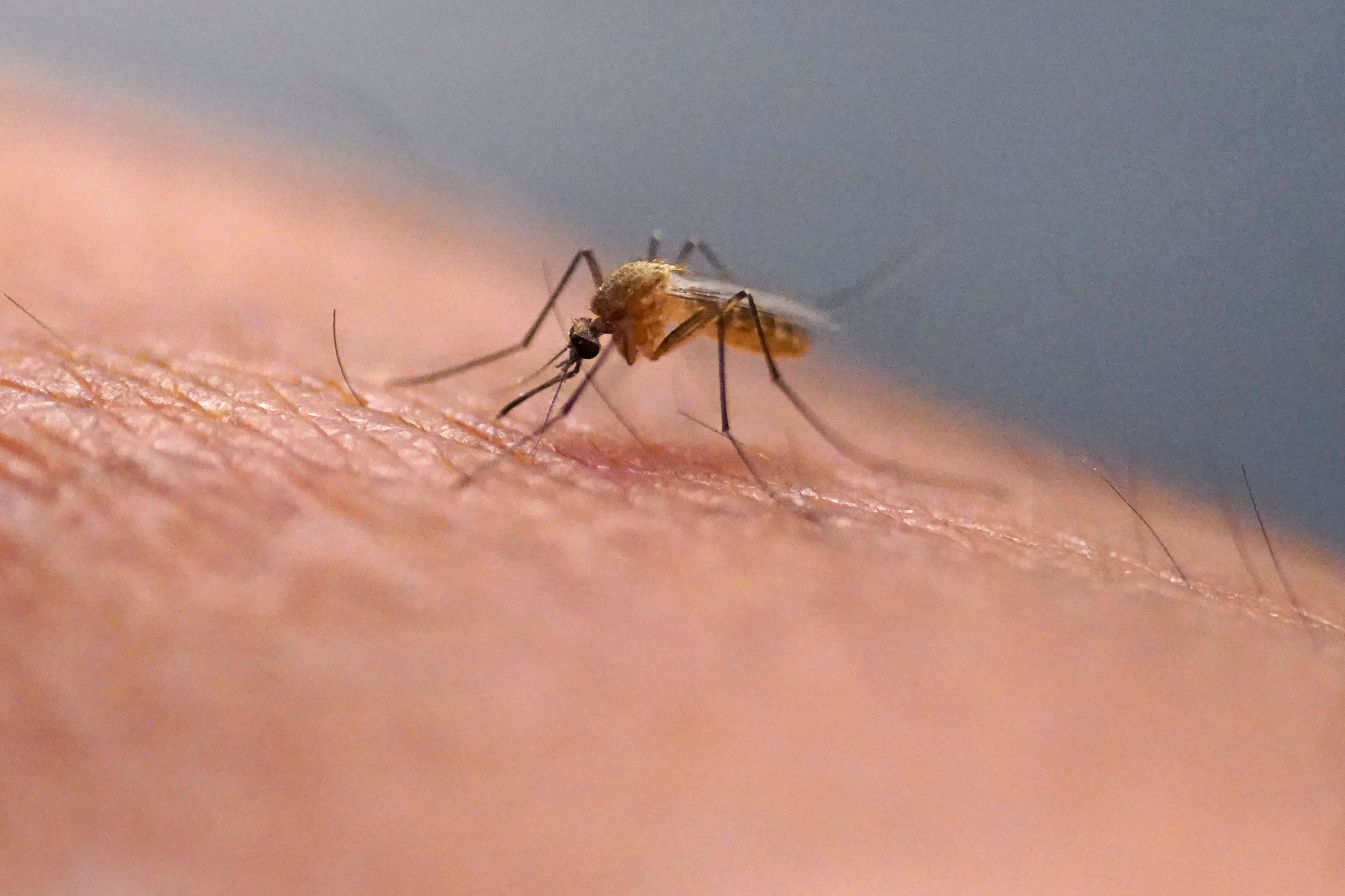 Your bug bite won’t stop itching once you start scratching: Experts