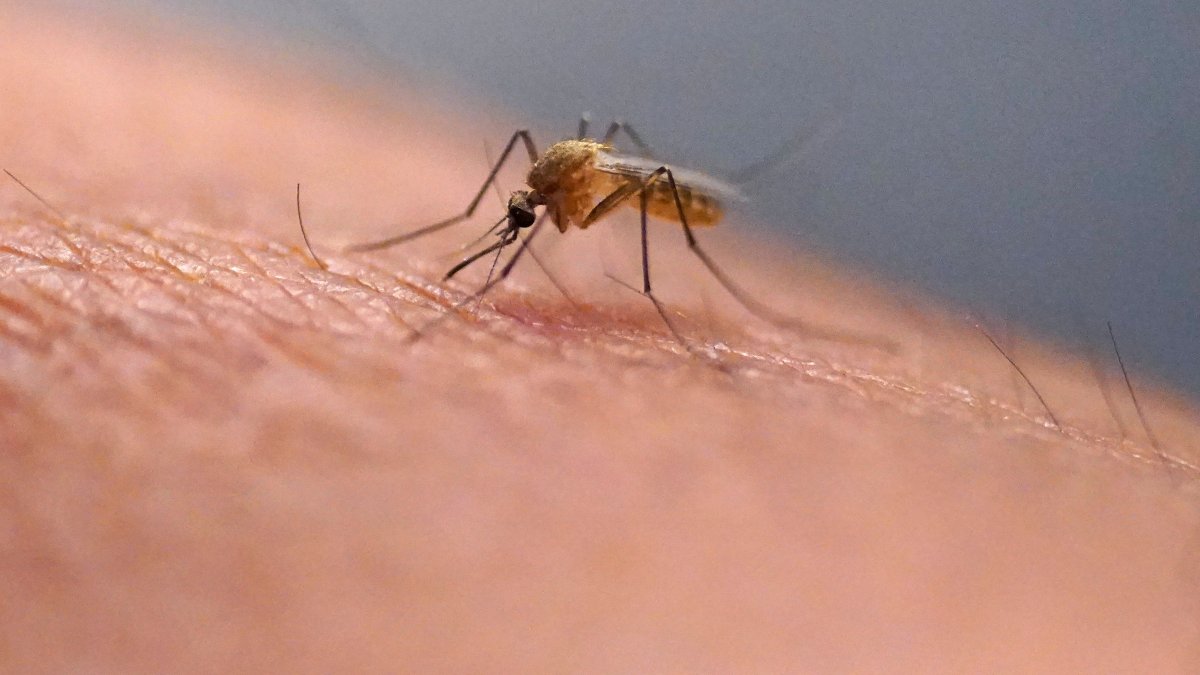 A mosquito feeds on a technician at the Salt Lake City Mosquito Abatement District, Utah, U.S., July 26, 2023. (AP Photo)