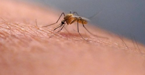 A mosquito feeds on a technician at the Salt Lake City Mosquito Abatement District, Utah, U.S., July 26, 2023. (AP Photo)