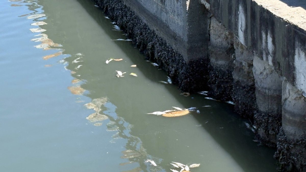 Dead fish float on the surface of Çırpıcı Stream, Istanbul, Türkiye, June 28, 2026. (AA Photo)