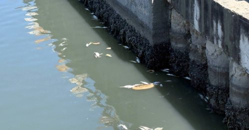 Dead fish float on the surface of Çırpıcı Stream, Istanbul, Türkiye, June 28, 2026. (AA Photo)