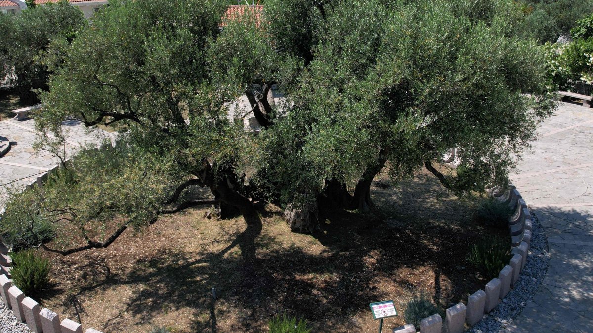 An aerial view of the old olive tree of the town of Bar, southern Montenegro, July 1, 2026. (AFP Photo)