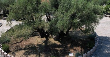 An aerial view of the old olive tree of the town of Bar, southern Montenegro, July 1, 2026. (AFP Photo)