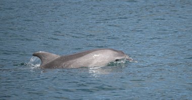 A dolphin swims in the Bosporus during a monitoring survey conducted by researchers, Istanbul, Türkiye, June 30, 2026. (AA Photo) 