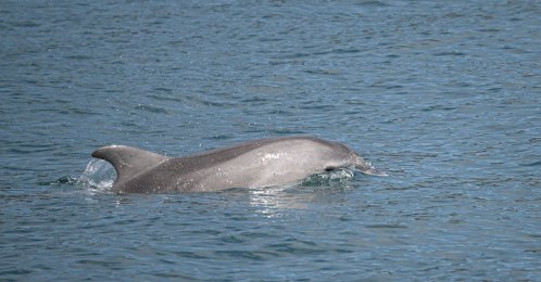 A dolphin swims in the Bosporus during a monitoring survey conducted by researchers, Istanbul, Türkiye, June 30, 2026. (AA Photo) 