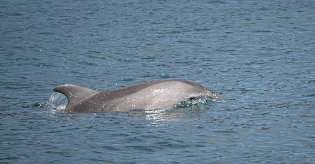 A dolphin swims in the Bosporus during a monitoring survey conducted by researchers, Istanbul, Türkiye, June 30, 2026. (AA Photo) 