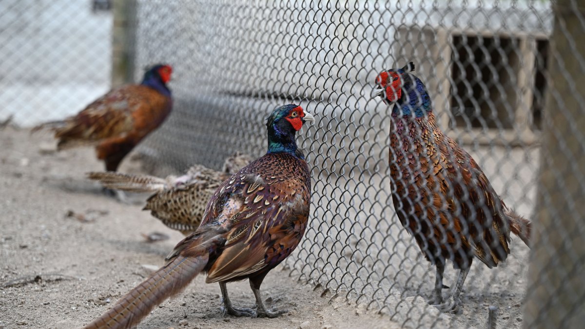 Pheasants are bred at the Polonezköy Pheasant Breeding Station, Istanbul, Türkiye, July 2, 2026. (AA Photo) 