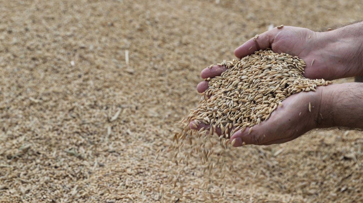 A person is holding grain during harvest season, Mardin, southeastern Türkiye, July 2, 2026. (AA Photo)