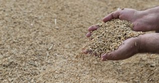 A person is holding grain during harvest season, Mardin, southeastern Türkiye, July 2, 2026. (AA Photo)
