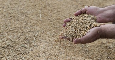 A person is holding grain during harvest season, Mardin, southeastern Türkiye, July 2, 2026. (AA Photo)