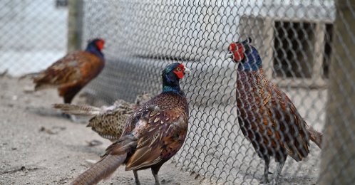 Pheasants are bred at the Polonezköy Pheasant Breeding Station, Istanbul, Türkiye, July 2, 2026. (AA Photo) 