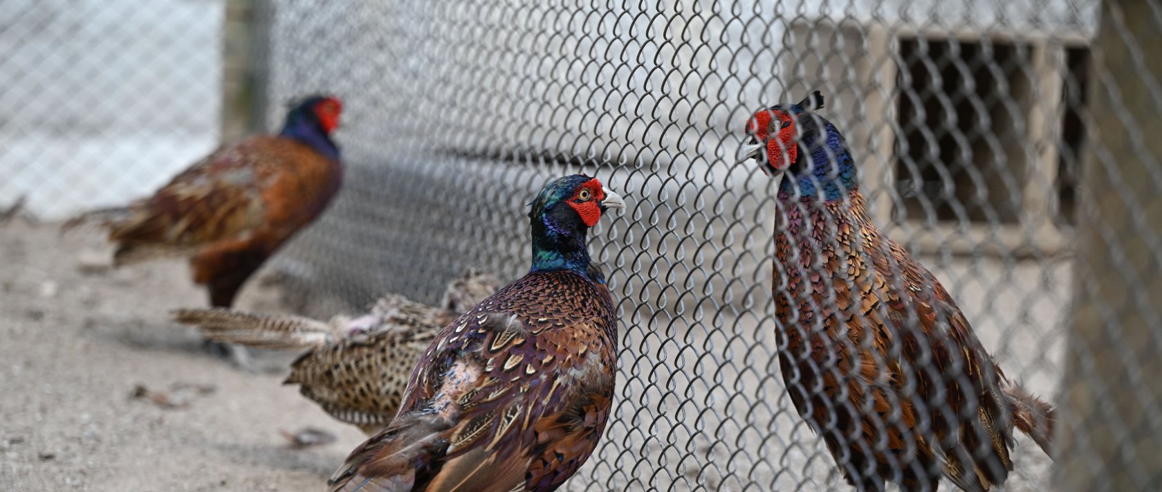 Pheasants are bred at the Polonezköy Pheasant Breeding Station, Istanbul, Türkiye, July 2, 2026. (AA Photo) 