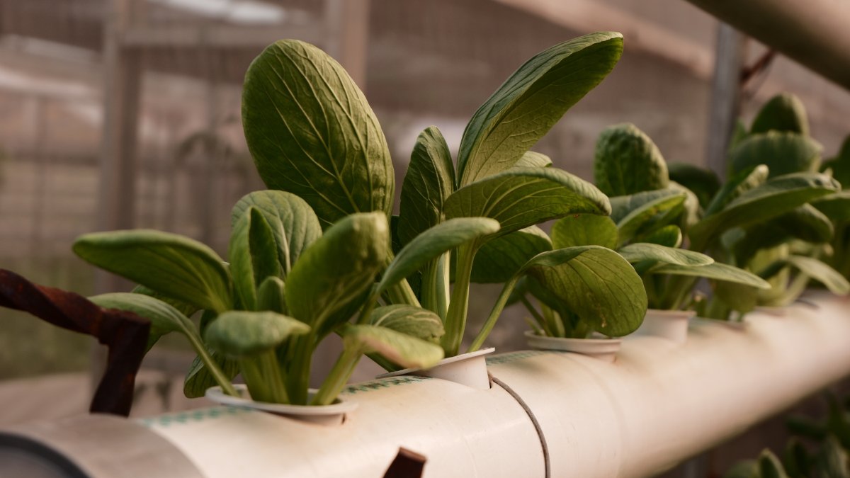 Leafy greens grow in a soilless farming system. (Shutterstock Photo)