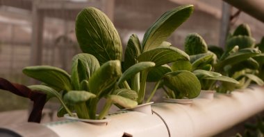 Leafy greens grow in a soilless farming system. (Shutterstock Photo)