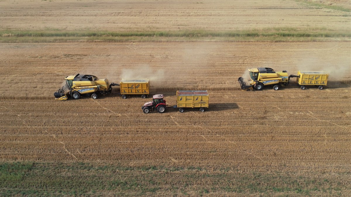 Farmers harvest barley, chickpeas and lentils during the grain and pulse harvest season, Mardin, Türkiye, June 26, 2026. (AA Photo)