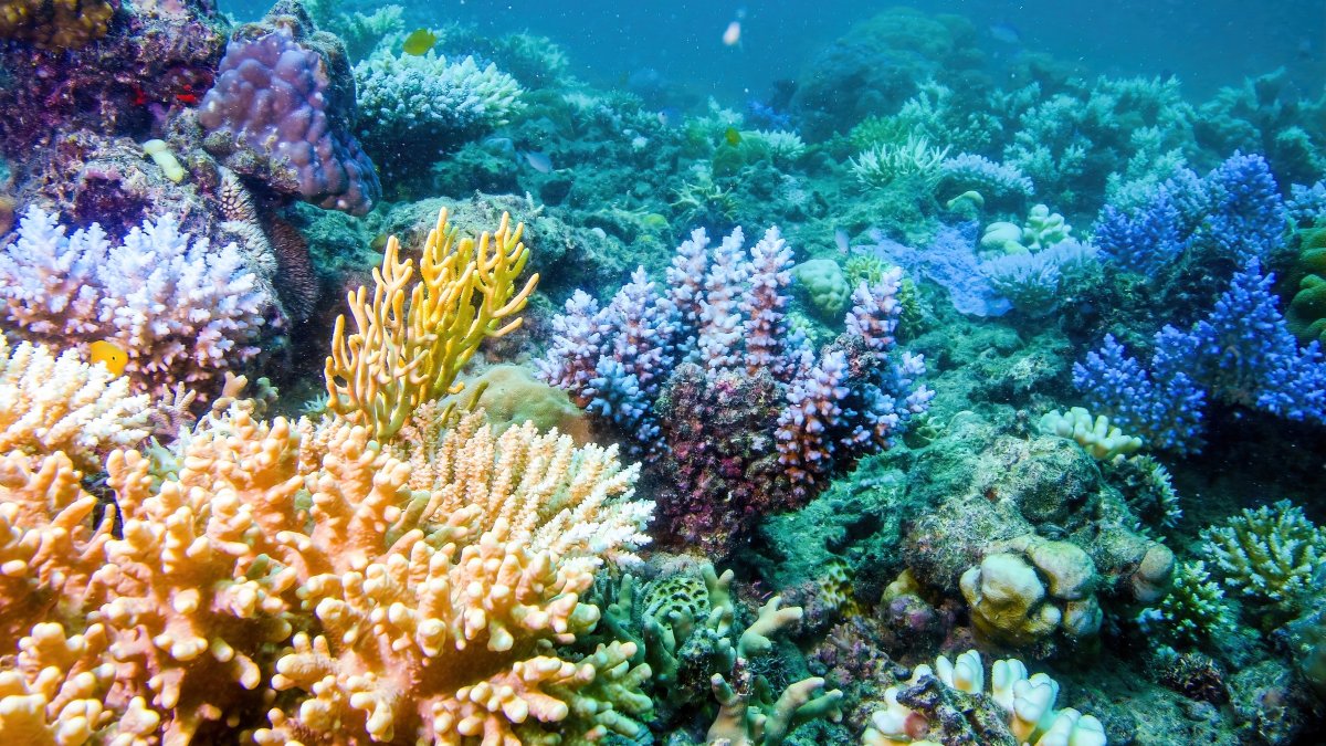 Underwater view of a coral in the Great Barrier Reef off the coast of Queensland, Cairns, Australia. (Shutterstock Photo)