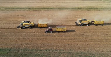 Farmers harvest barley, chickpeas and lentils during the grain and pulse harvest season, Mardin, Türkiye, June 26, 2026. (AA Photo)