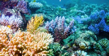 Underwater view of a coral in the Great Barrier Reef off the coast of Queensland, Cairns, Australia. (Shutterstock Photo)