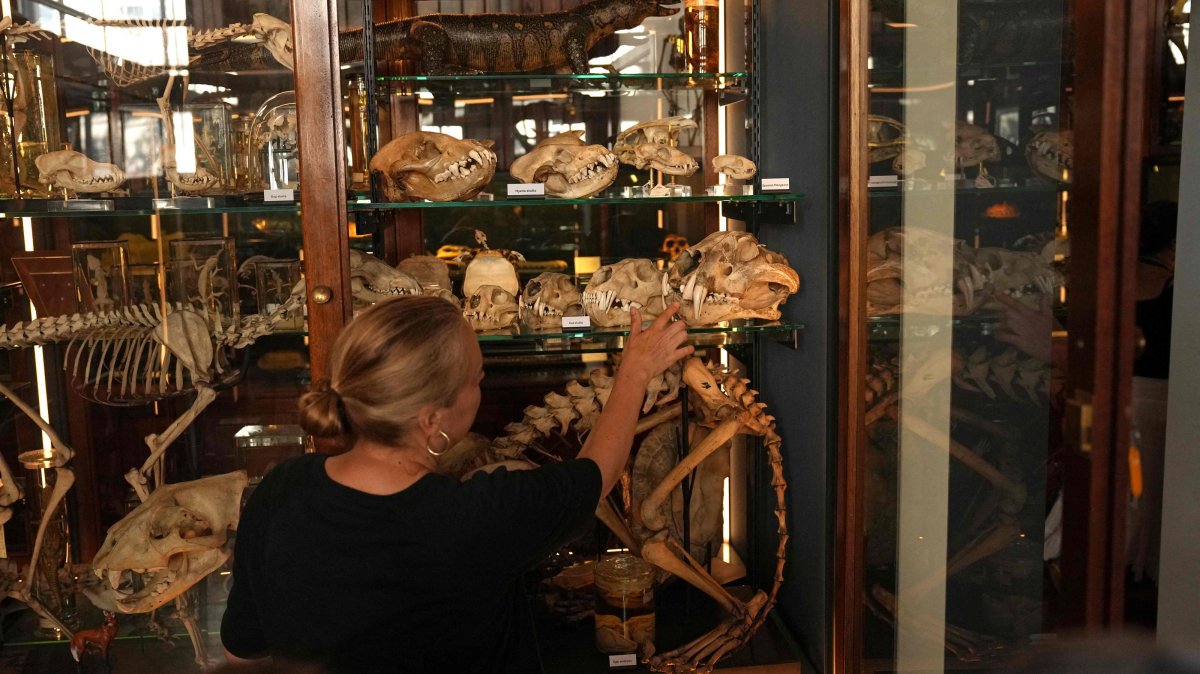 Tannis Davidson, head of Zoology and Science collections at the Grant Museum of Zoology in London, explains the differences between cat skulls inside a display case at the Museum, London, U.K., June 26, 2026. (AFP Photo)
