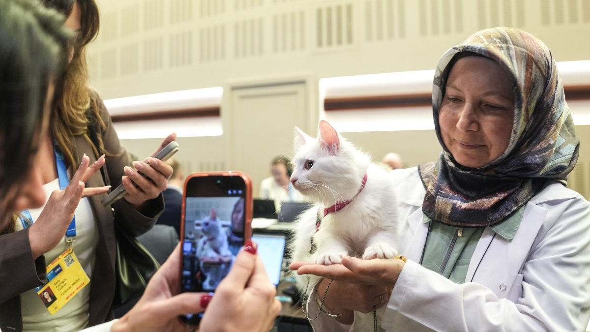 Journalists take photos of Lokum, a Turkish Angora cat, during the 36th NATO summit, Ankara, Türkiye, July 8, 2026. (AA Photo)