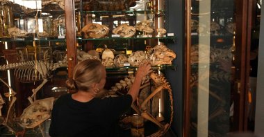 Tannis Davidson, head of Zoology and Science collections at the Grant Museum of Zoology in London, explains the differences between cat skulls inside a display case at the Museum, London, U.K., June 26, 2026. (AFP Photo)