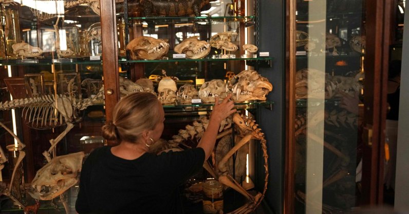 Tannis Davidson, head of Zoology and Science collections at the Grant Museum of Zoology in London, explains the differences between cat skulls inside a display case at the Museum, London, U.K., June 26, 2026. (AFP Photo)