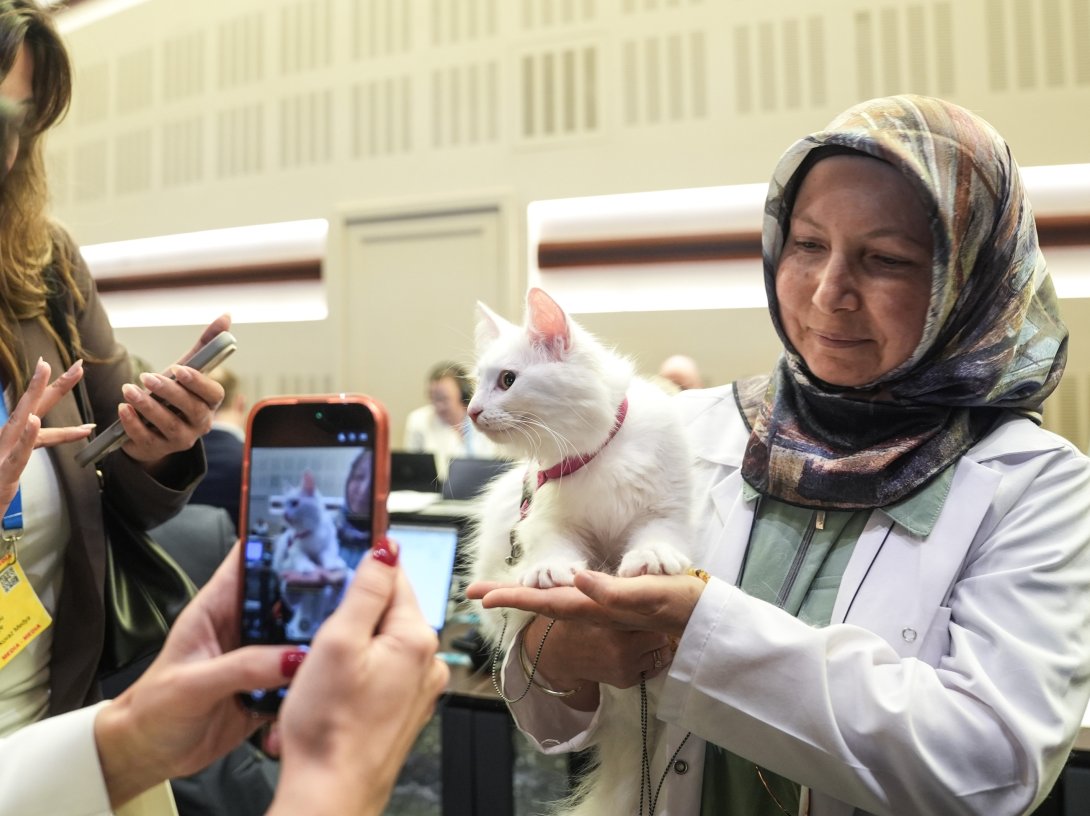 Journalists take photos of Lokum, a Turkish Angora cat, during the 36th NATO summit, Ankara, Türkiye, July 8, 2026. (AA Photo)