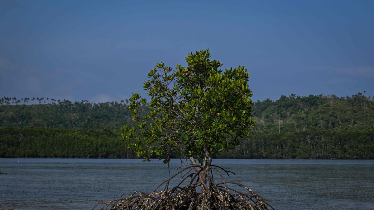This photo shows the mangroves at Ticao Island, in the province of Masbate, Philippines, April 16, 2026. (AFP Photo)