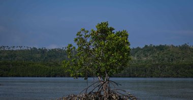 This photo shows the mangroves at Ticao Island, in the province of Masbate, Philippines, April 16, 2026. (AFP Photo)