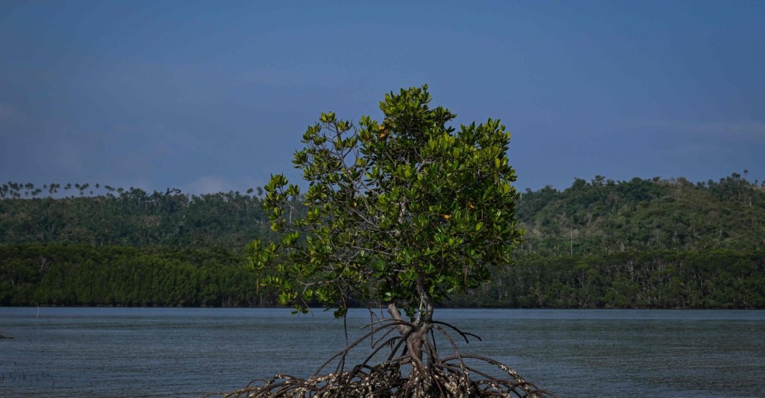 This photo shows the mangroves at Ticao Island, in the province of Masbate, Philippines, April 16, 2026. (AFP Photo)