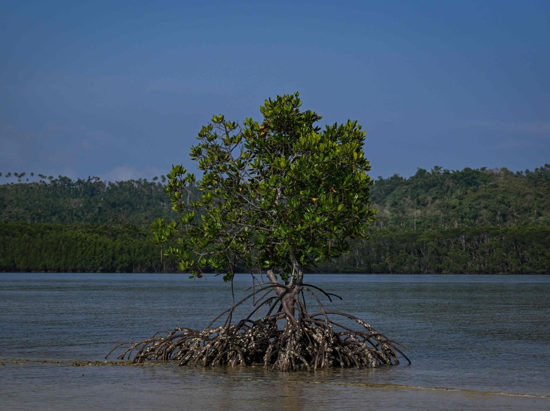 This photo shows the mangroves at Ticao Island, in the province of Masbate, Philippines, April 16, 2026. (AFP Photo)