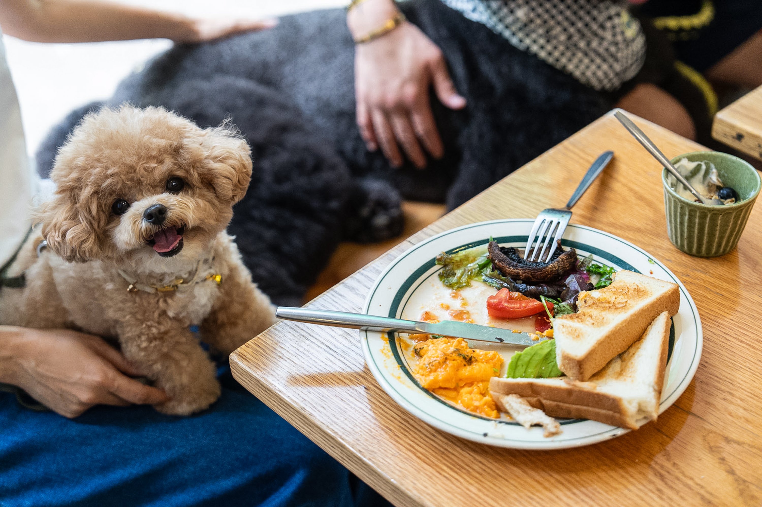 Dining out with dogs: Hong Kong’s pets enter new era of public life