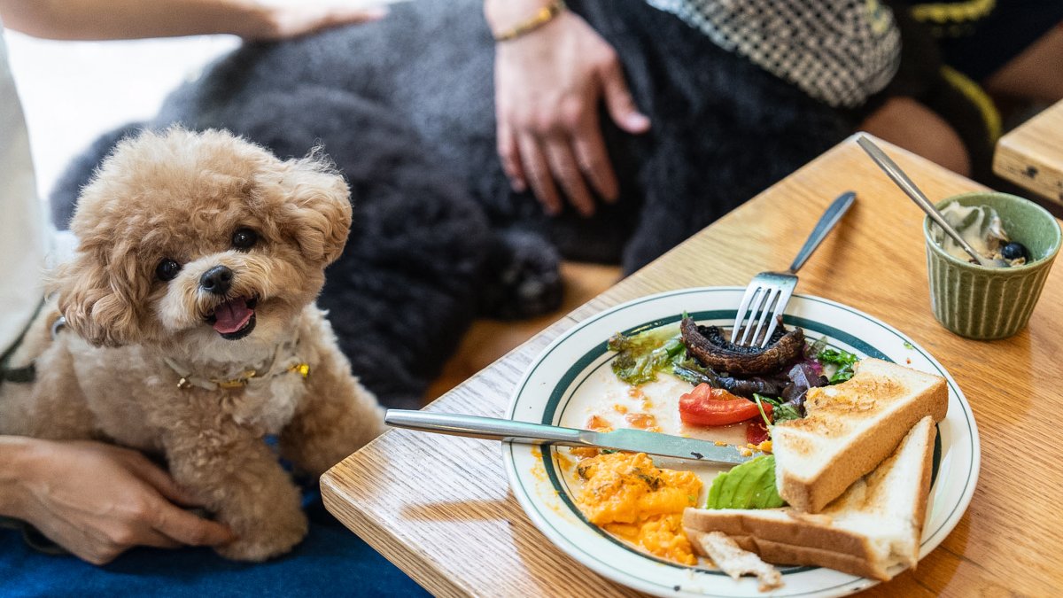 A dog sits on its owner at a dining table inside the Wan Land Cafe on the first day dogs are legally permitted in restaurants, Hong Kong, China, July 9, 2026. (AP Photo)