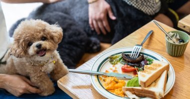 A dog sits on its owner at a dining table inside the Wan Land Cafe on the first day dogs are legally permitted in restaurants, Hong Kong, China, July 9, 2026. (AP Photo)