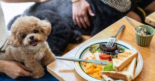 A dog sits on its owner at a dining table inside the Wan Land Cafe on the first day dogs are legally permitted in restaurants, Hong Kong, China, July 9, 2026. (AP Photo)
