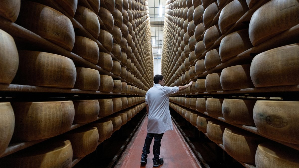 A quality inspector taps wheels of Parmigiano Reggiano cheese for hidden flaws at Credito Emiliano's cheese-backed lending facility, in Montecavolo di Quattro Castella, Italy, July 6, 2026. (Reuters Photo)