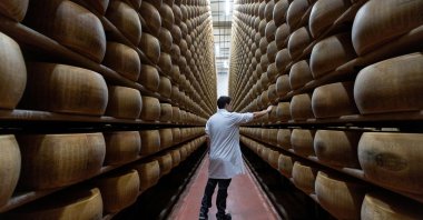 A quality inspector taps wheels of Parmigiano Reggiano cheese for hidden flaws at Credito Emiliano's cheese-backed lending facility, in Montecavolo di Quattro Castella, Italy, July 6, 2026. (Reuters Photo)