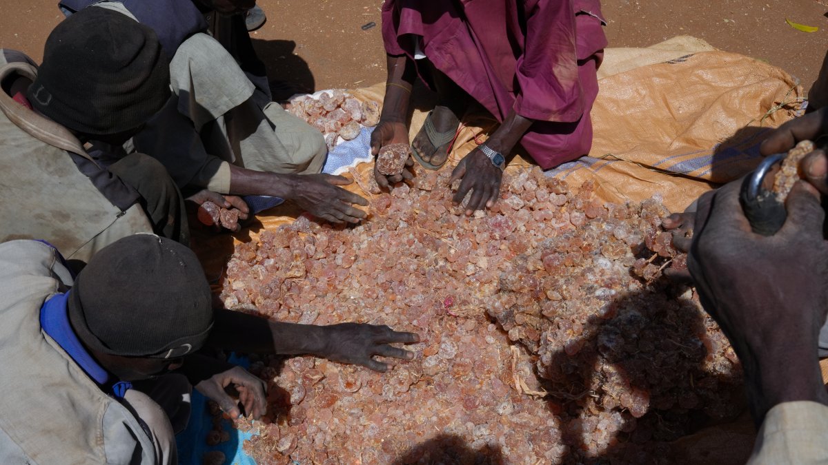 People handle a pile of gum arabic at a square in el Obeid, Sudan, March 29, 2026. (Getty Images)