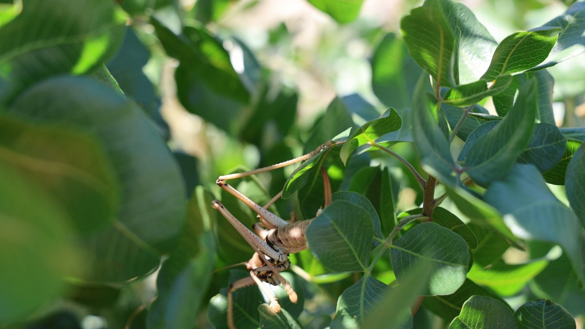 A large grasshopper perches on a tree, Çermik, Diyarbakır, Türkiye, July 20, 2026. (IHA Photo)