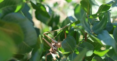 A large grasshopper perches on a tree, Çermik, Diyarbakır, Türkiye, July 20, 2026. (IHA Photo)