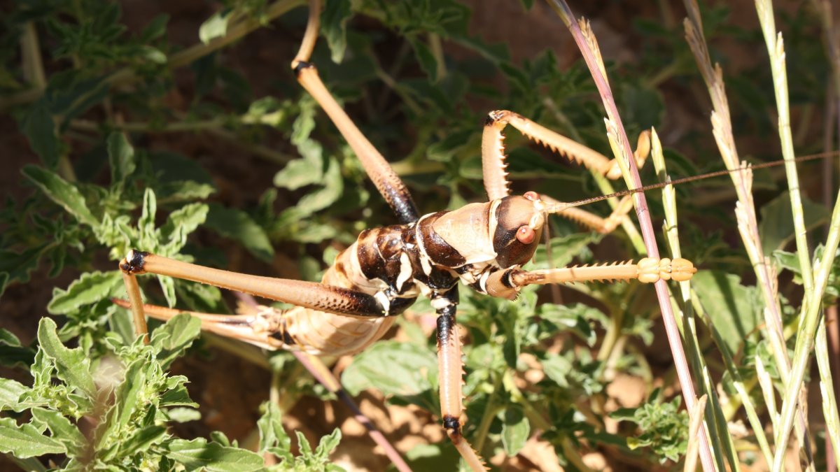 A large carnivorous grasshopper spotted in the rural areas of Çermik district, Diyarbakır, Türkiye, July 20, 2026. (IHA Photo)