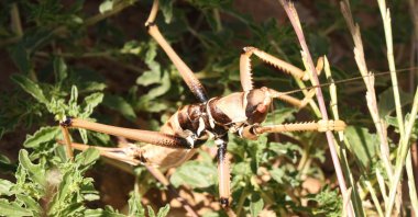 A large carnivorous grasshopper spotted in the rural areas of Çermik district, Diyarbakır, Türkiye, July 20, 2026. (IHA Photo)