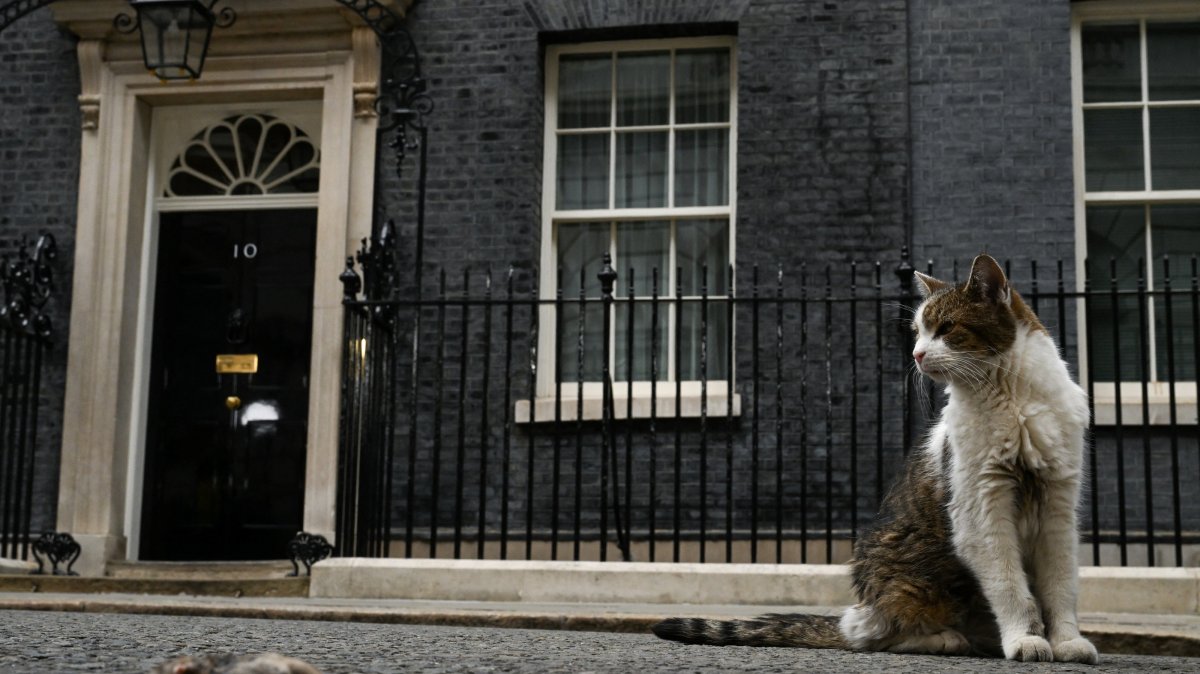 Larry the cat sits next to a dead mouse outside 10 Downing Street on the day of the first Cabinet meeting with British Prime Minister Andy Burnham, London, Britain, July 21, 2026. (Reuters Photo)