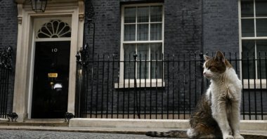 Larry the cat sits next to a dead mouse outside 10 Downing Street on the day of the first Cabinet meeting with British Prime Minister Andy Burnham, London, Britain, July 21, 2026. (Reuters Photo)