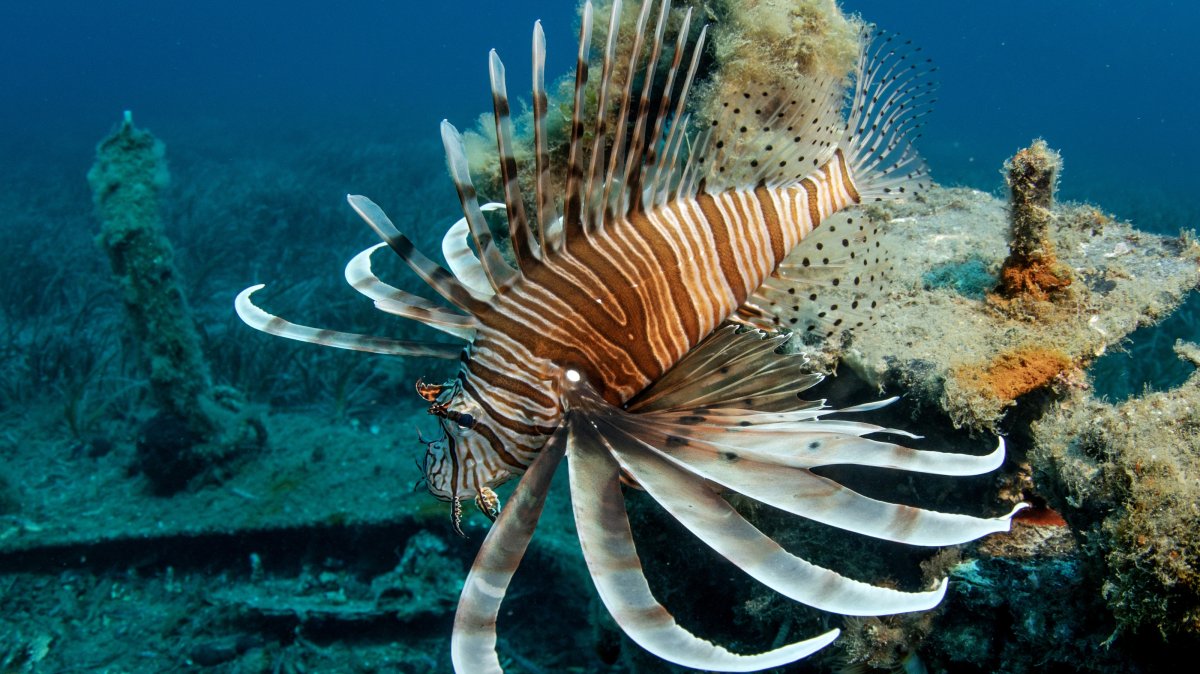 A lionfish rests on an artificial reef structure in the waters off Seferihisar's Sığacık coast, Izmir, western Türkiye, July 18, 2026. (AA Photo)