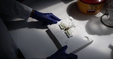 A researcher examines a white-faced bush cricket in a laboratory, Ankara, Türkiye, July 22, 2026. (AA Photo)